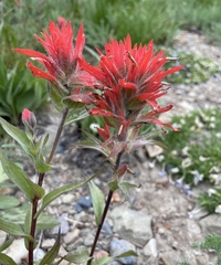 Castilleja elmeri