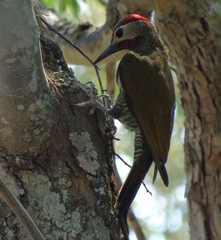 Colaptes rubiginosus