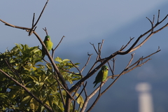 Brotogeris jugularis