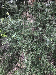 Melaleuca styphelioides