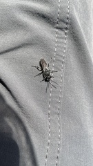 Tachysphex nigerrimus