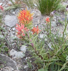 Castilleja elmeri