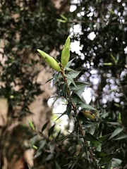 Melaleuca styphelioides