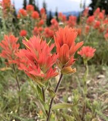 Castilleja elmeri