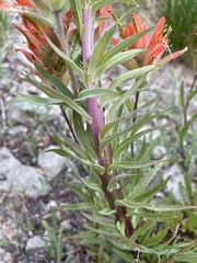Castilleja elmeri
