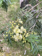 Acacia mearnsii
