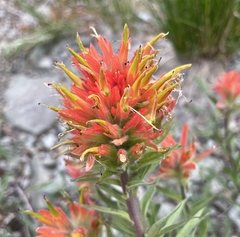 Castilleja elmeri