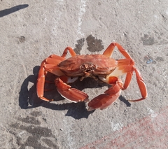 Platymera gaudichaudii