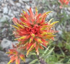 Castilleja elmeri