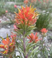 Castilleja elmeri