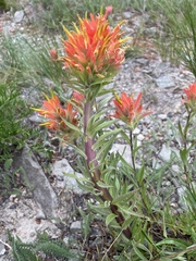 Castilleja elmeri