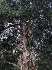 Melaleuca styphelioides