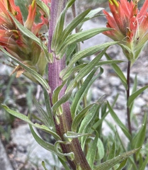 Castilleja elmeri