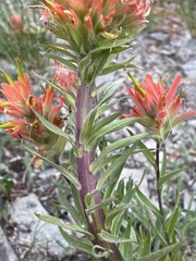 Castilleja elmeri