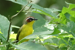 Basileuterus delattrii