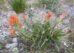 Castilleja elmeri
