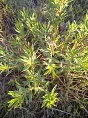 Barleria macrostegia
