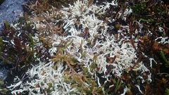Cladonia kanewskii