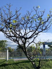 Ficus carica