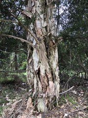 Melaleuca styphelioides