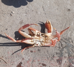 Platymera gaudichaudii