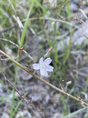 Stephanomeria exigua