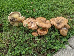 Paxillus cuprinus