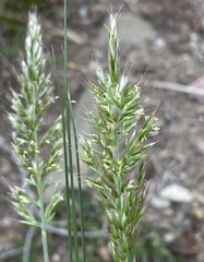 Trisetum