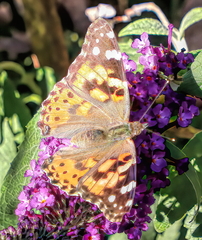 Vanessa cardui