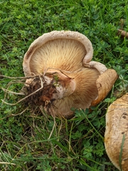 Paxillus cuprinus
