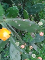 Opuntia elata