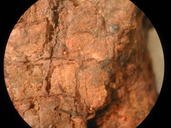 Ophiotheca chrysosperma