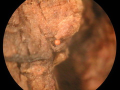 Ophiotheca chrysosperma