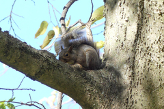 Sciurus carolinensis