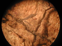 Ophiotheca chrysosperma