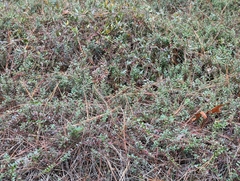 Vaccinium crassifolium