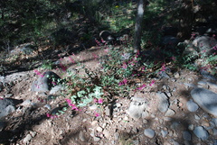 Penstemon pseudospectabilis