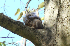 Sciurus carolinensis