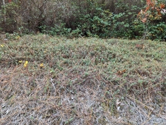 Vaccinium crassifolium