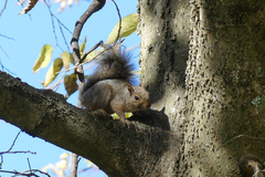 Sciurus carolinensis