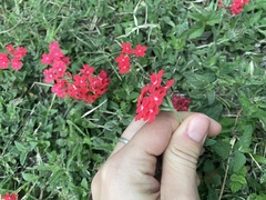 Glandularia peruviana