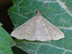 Renia discoloralis