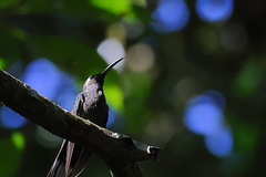 Campylopterus hemileucurus