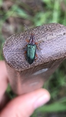 Lepturidea punctulaticollis