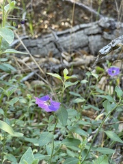 Solanum parishii