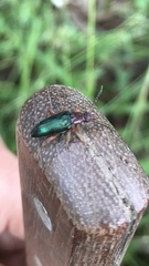 Lepturidea punctulaticollis