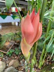 Etlingera elatior