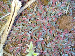 Euphorbia inaequilatera