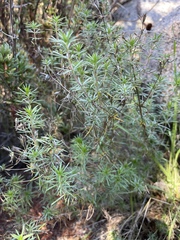 Leptosiphon floribundus