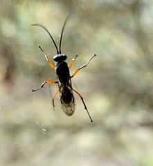 Auplopus mellipes